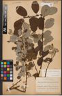 Foto von Salix aurita L. x Salix caprea L.